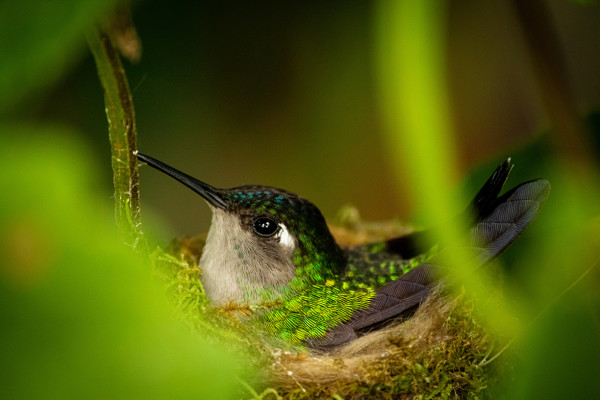 Magnificent Hummingbird by Laura Blackburn, PharmD