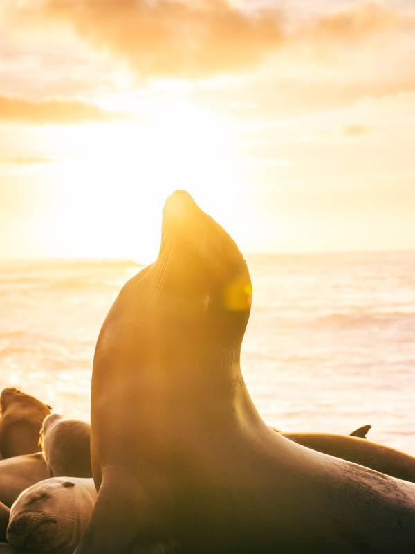 Sea Lion & Sunset by Josue Canaza