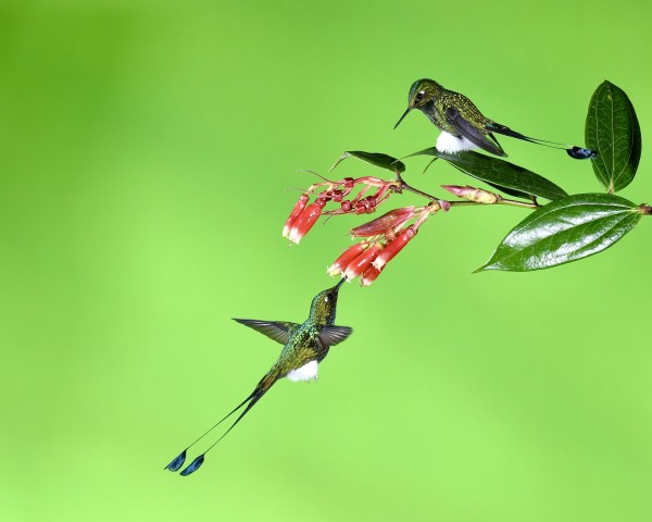 Pair Booted Racket-tail Hummingbirds by Gilchrist Jackson MD, FACS