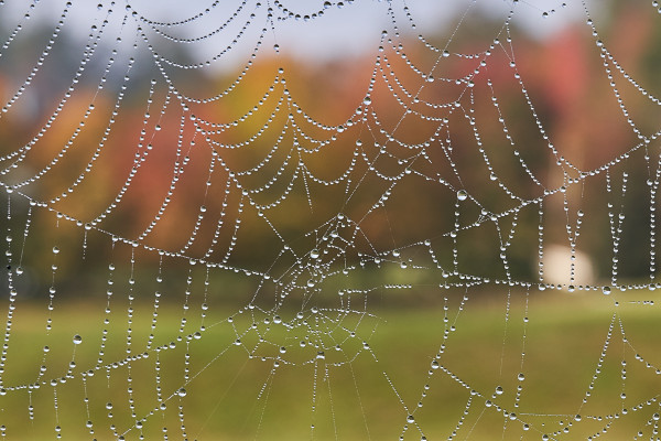 Web and Fall Foliage by Richard Fish, MD