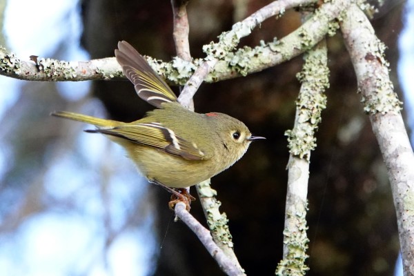 Ruby-crowned kinglet by Lihua Feng