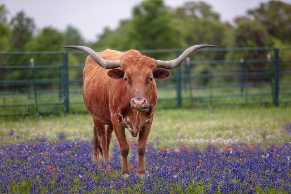 Texas Longhorn by Mary Anne Heckman