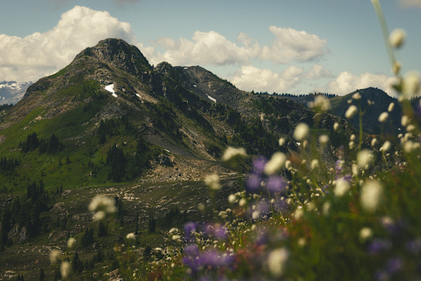 A Silent Summit, Watched Over By Blooms by Lacey Nobles