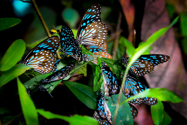 Kaleidoscope-Group of Butterflies by Arun Rejit