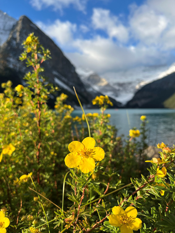 Morning Bloom by Sarah Snider