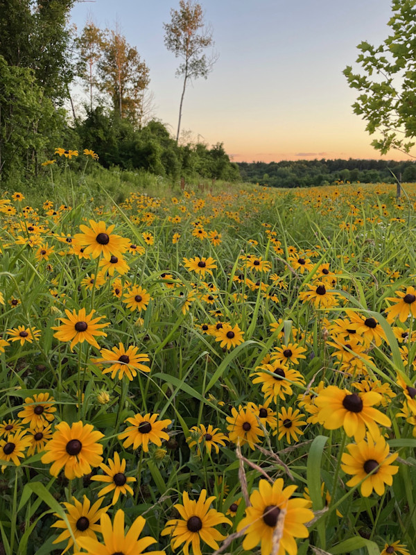 Flower Power by Amber Zatopek, RN