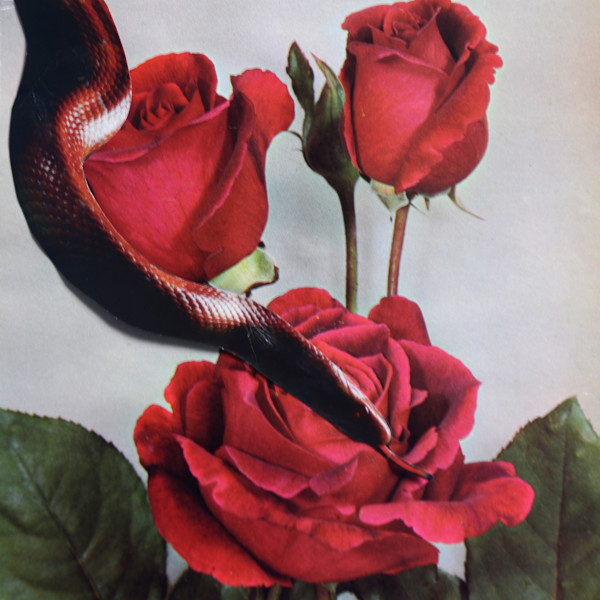 CRIMSON GLORY by Ariane Severin | WeegeeWeegee