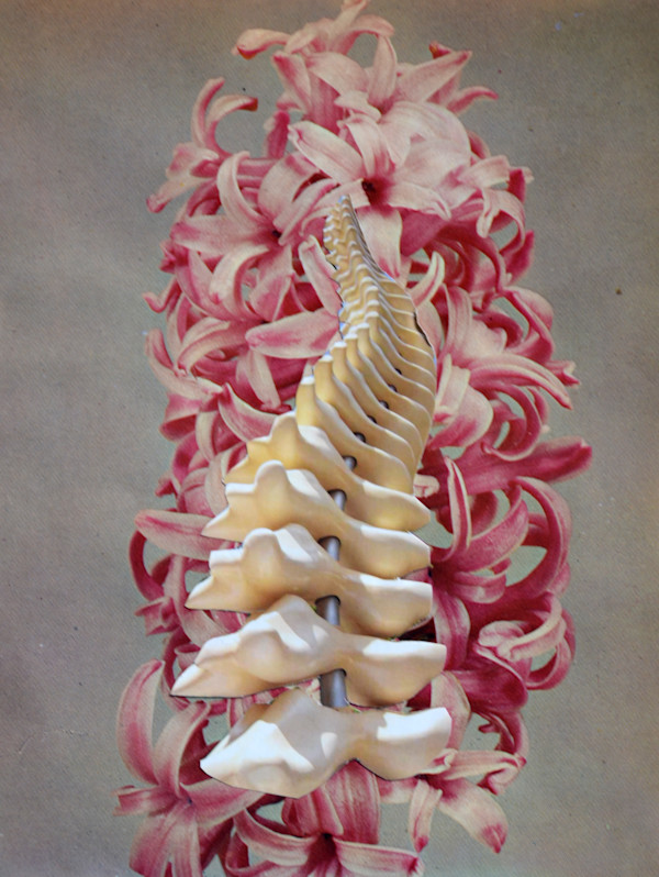 QUEEN OF THE PINKS by Ariane Severin | WeegeeWeegee