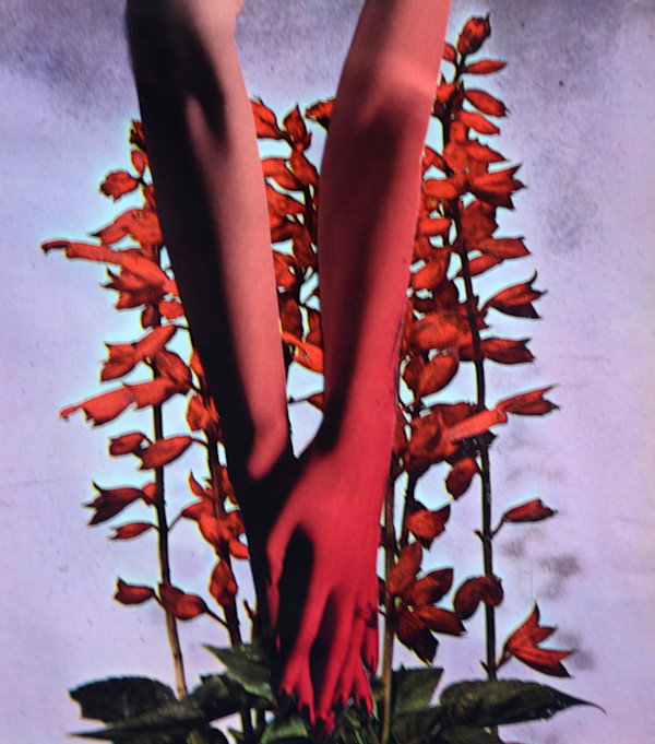 SALVIA by Ariane Severin | WeegeeWeegee