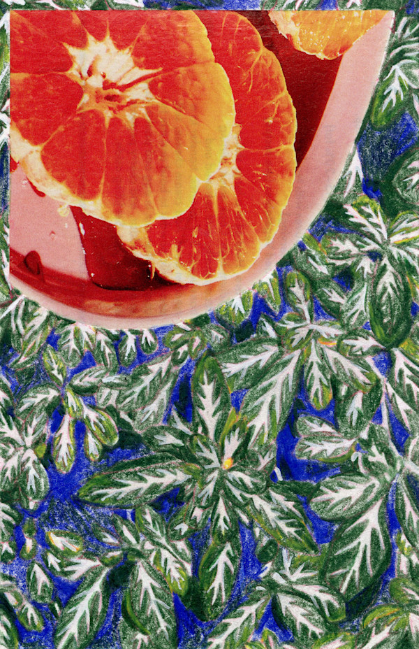 Maranta Moro by Suzy Kopf