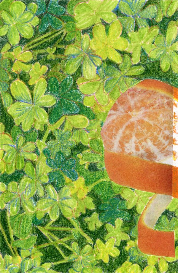 Peeled Clover by Suzy Kopf