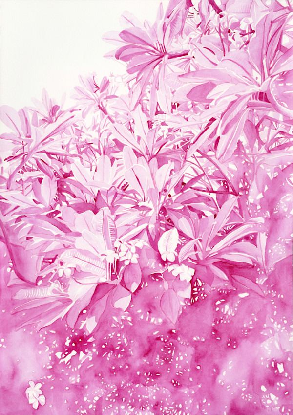 Opera Pink by Suzy Kopf