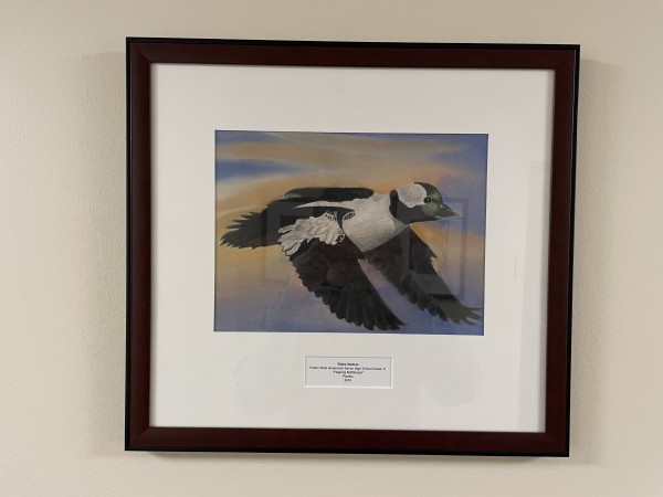 Flapping Bufflehead by The Gift of Art Collection