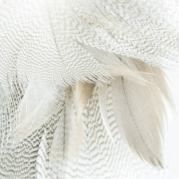 Alix Born _  RV14 by Da Silva Gallery / GALLERyLABS