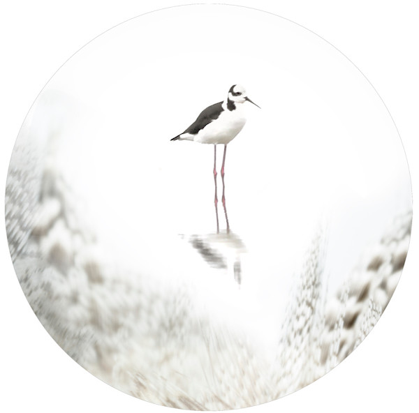 Alix Born by Da Silva Gallery / GALLERyLABS, Image 1.