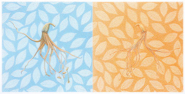 Paradox by Lauren Lipinski Eisen