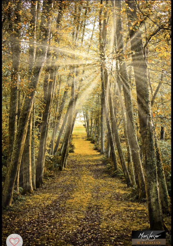 On the right path in Sequim by Mars Lasar