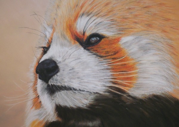 Little Red Panda by Anne Cowell