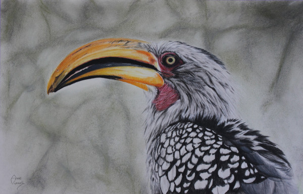 Hunting Hornbill by Anne Cowell