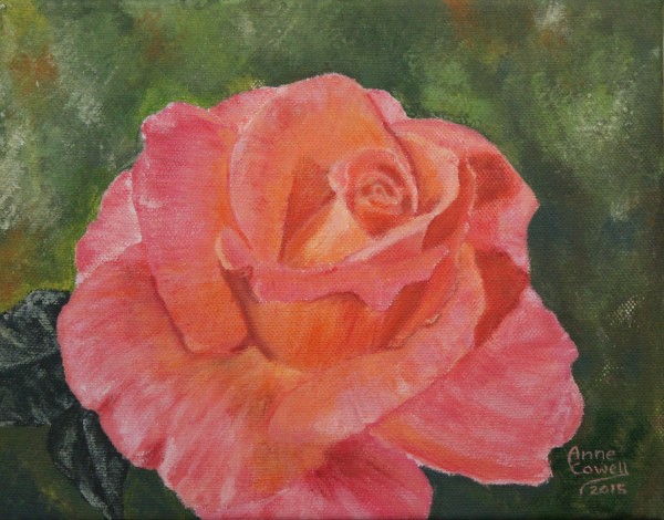 Peach-Pink Rose by Anne Cowell