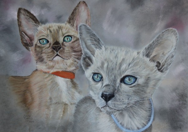 Tonkinese Kittens by Anne Cowell