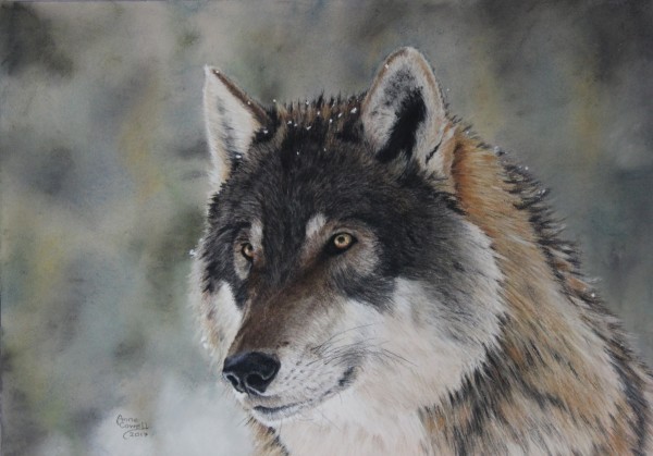 Winter Wolf by Anne Cowell