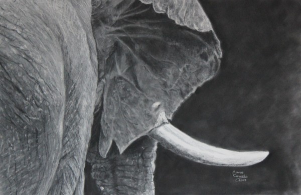 Elephant Ear by Anne Cowell