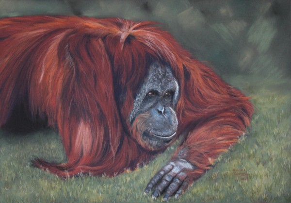 Orangutan Daydreams by Anne Cowell