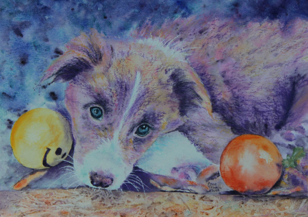 Indie Pup by Anne Cowell
