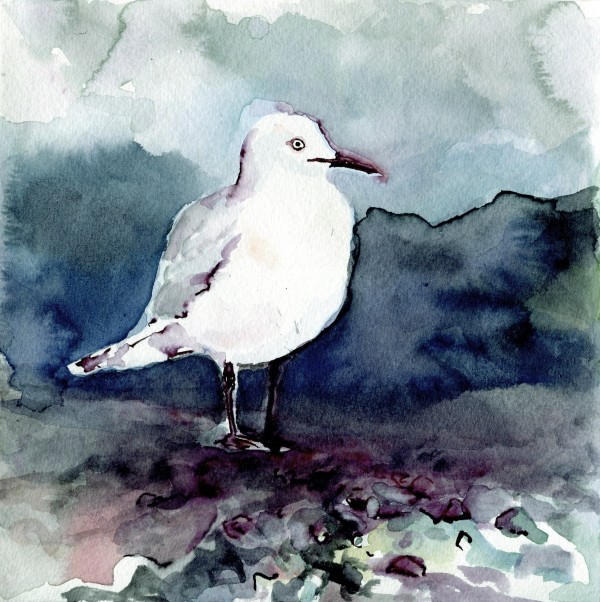 Black-billed gull by Abby McBride