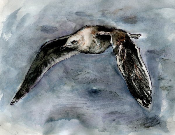 Slaty-backed gull by Abby McBride