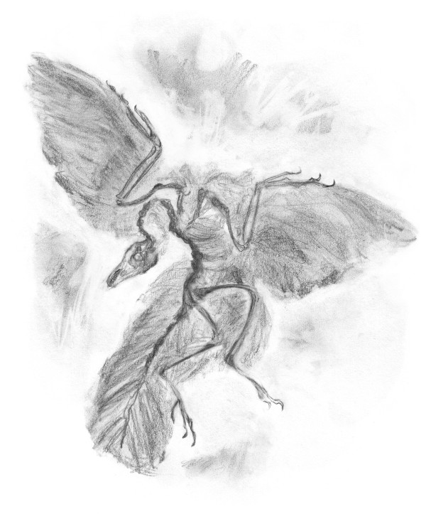 Archaeopteryx by Abby McBride