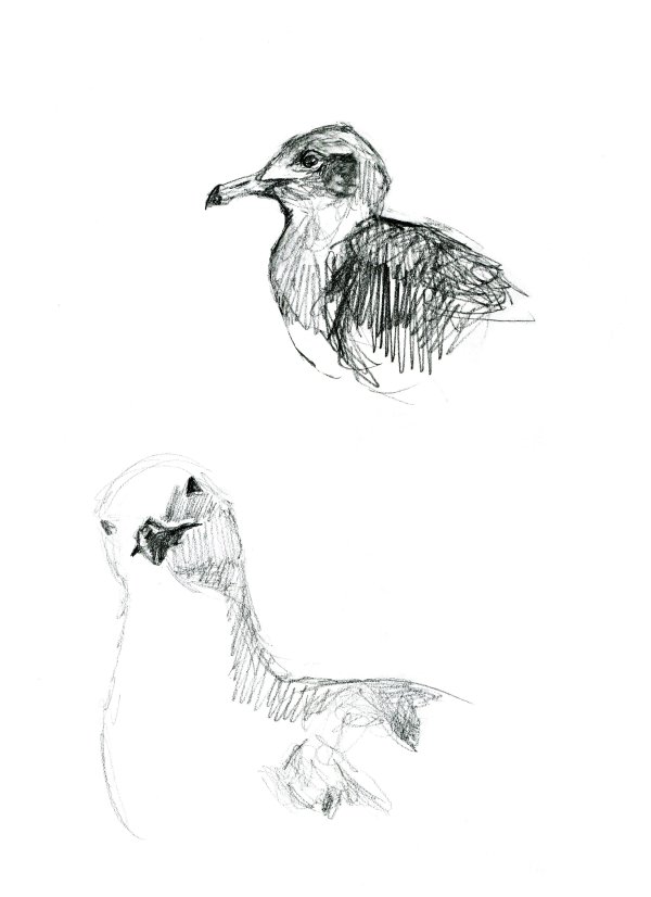 Heermann's gulls by Abby McBride