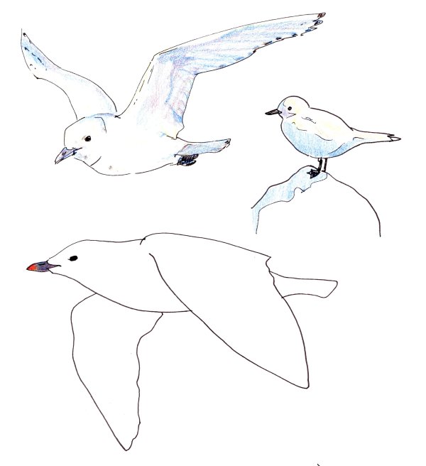 Ivory gulls by Abby McBride