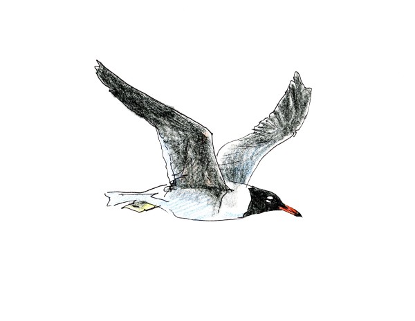 White-eyed gull by Abby McBride