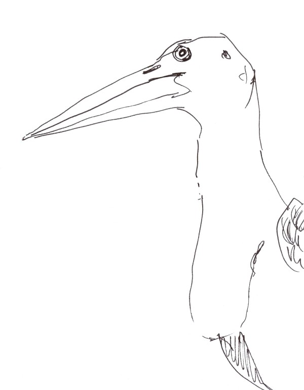 Adjutant stork by Abby McBride