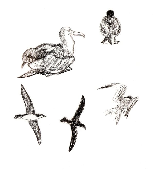 Albs, gulls, shearwaters by Abby McBride