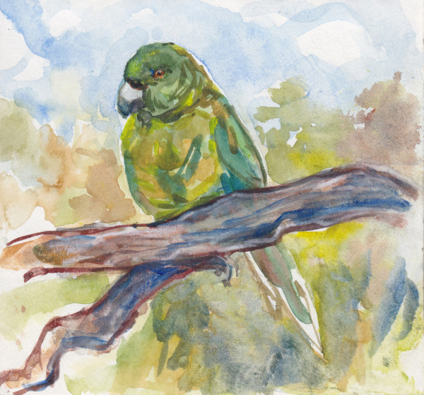 Antipodes parakeet by Abby McBride