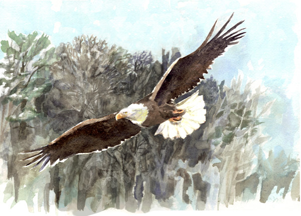 Bald Eagle by Abby McBride