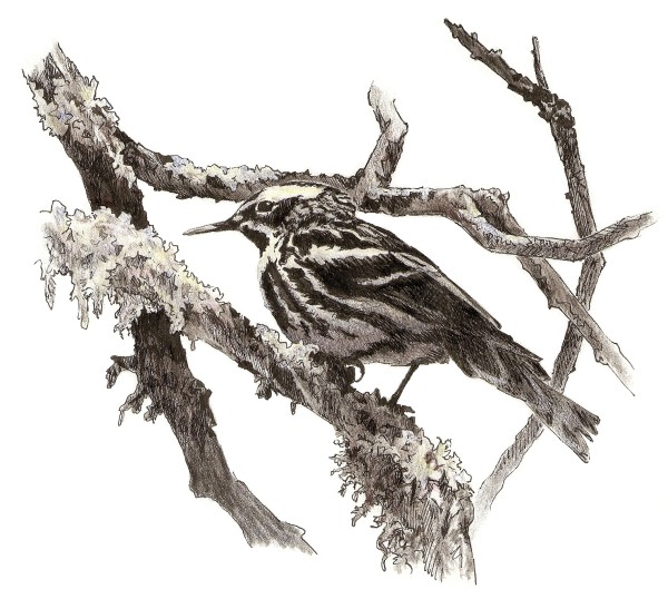 Black-and-white Warbler by Abby McBride