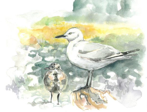 Black-billed gull family