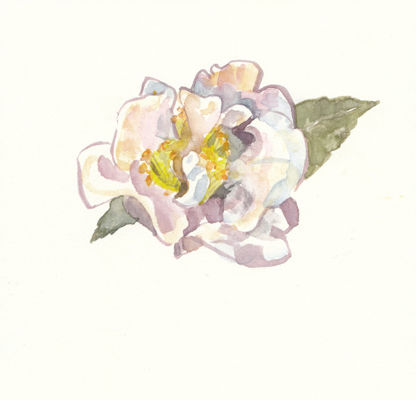 Camellia by Abby McBride