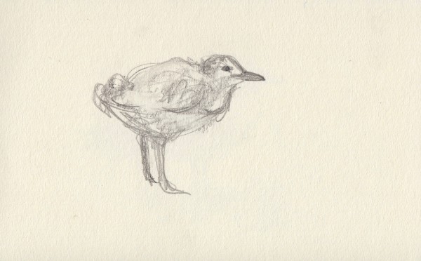 Gangly gull chick by Abby McBride