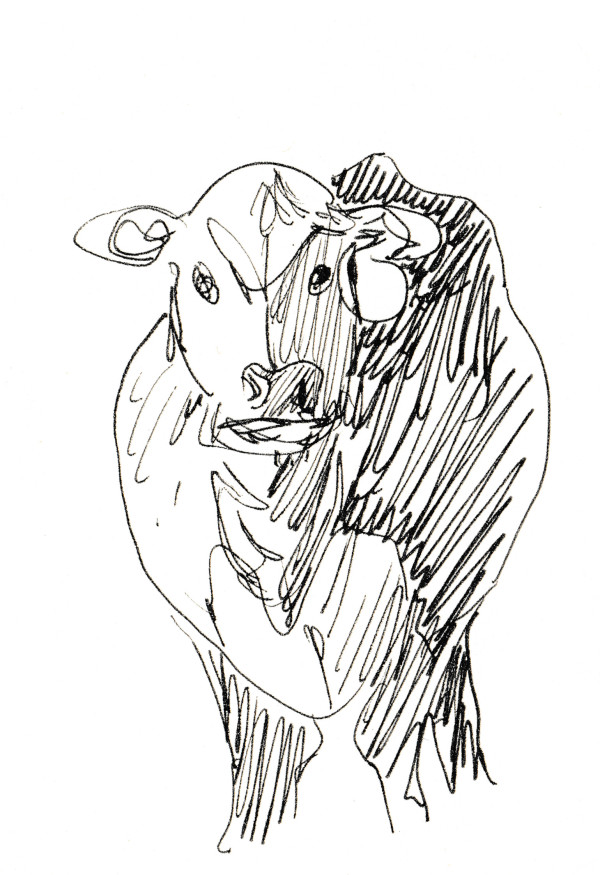 Dartmouth cow by Abby McBride