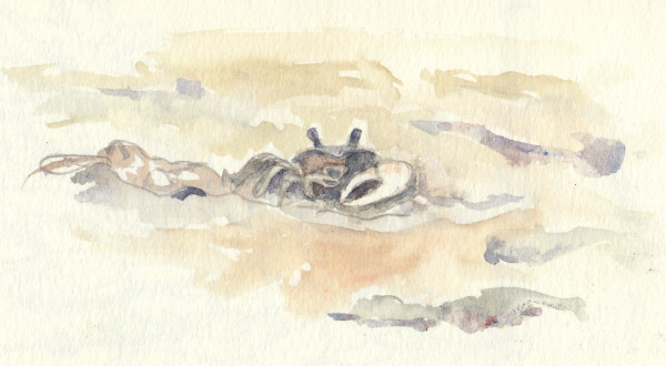 Fiddler crab by Abby McBride