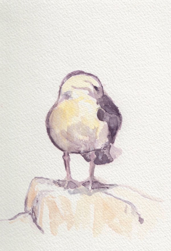 Gull tuck by Abby McBride
