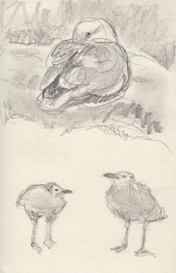 Herring gull sketches by Abby McBride
