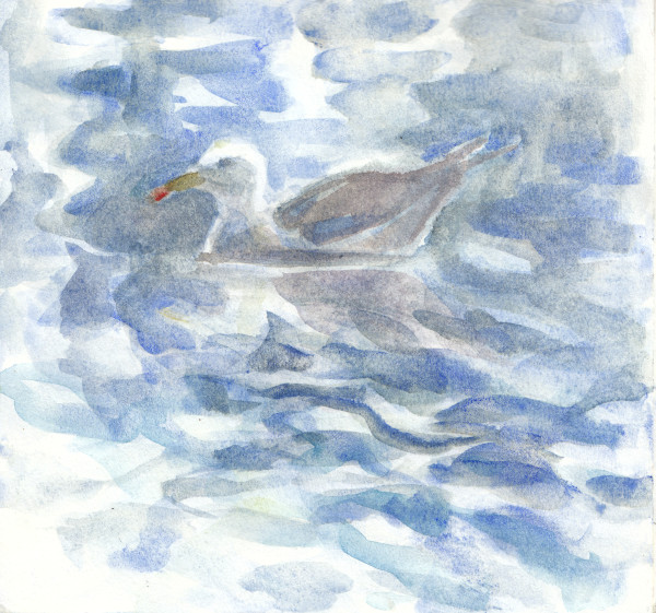 Herring gull by Abby McBride