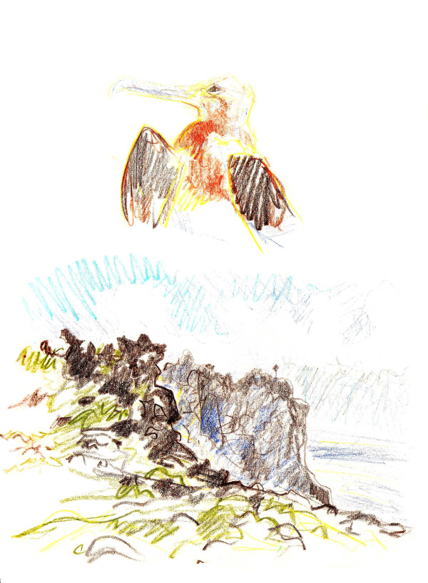 Juvenile frigatebird and Punta Cevallos by Abby McBride