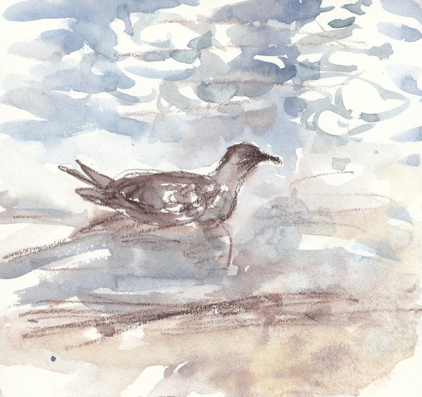 Herring gull glide by Abby McBride
